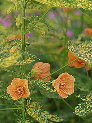 ABUTILON pictum V. Thompsonii, standard 3-4'
