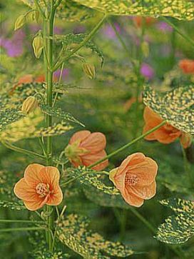 ABUTILON pictum variegatum Thompsonii