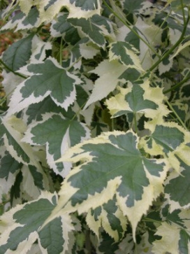 ABUTILON Savitzii, standard 3-4'