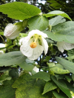 ABUTILON Snowbell