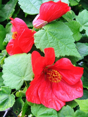 ABUTILON Tibers Red