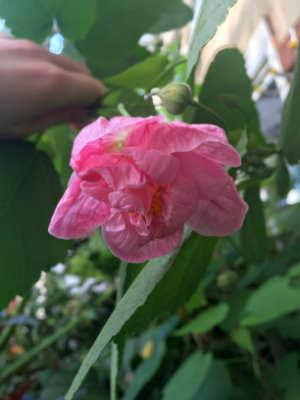 ABUTILON Victorian Lady