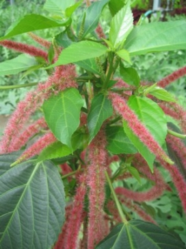 ACALYPHA hispida Upright Chenille Plant