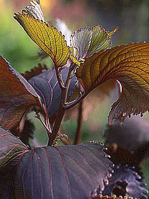 ACALYPHA wilkesiana Haleakala
