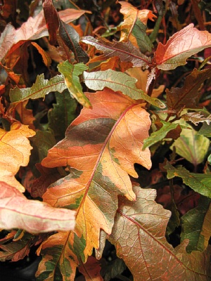 ACALYPHA wilkseiana Lava Flow