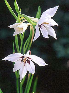 ACIDANTHERA Abyssinian Gladiolus