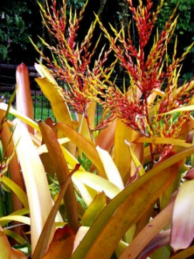 AECHMEA blanchetiana Hawaii