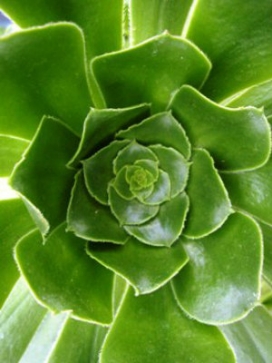 AEONIUM Green Saucer