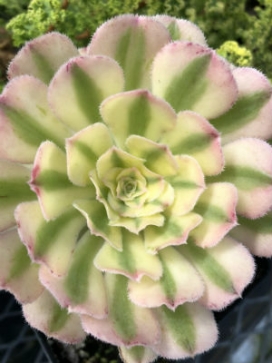 AEONIUM Luteovariegatum