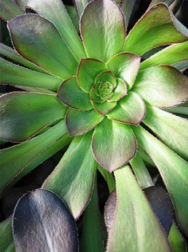 AEONIUM Plum Purdy