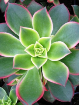 AEONIUM Tricolor