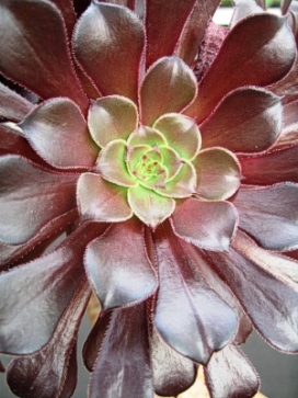 AEONIUM Schwarzkopf