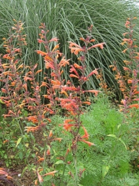 AGASTACHE Apricot Sunrise