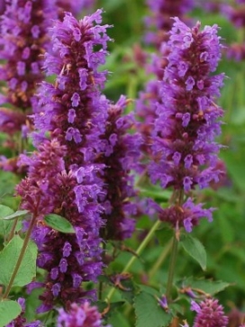 AGASTACHE Blue Boa