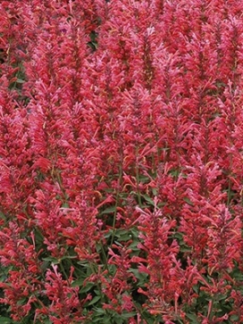 AGASTACHE Kudos Coral