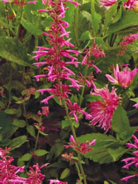 AGASTACHE Tutti Frutti