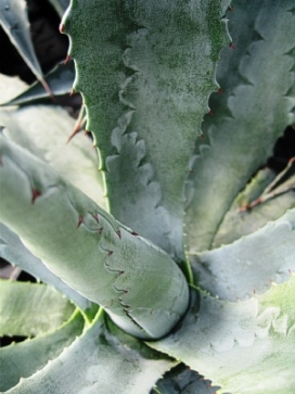 AGAVE Americana