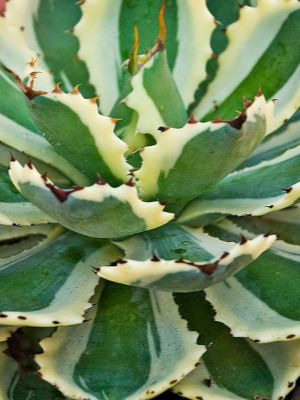 AGAVE Desert Diamond