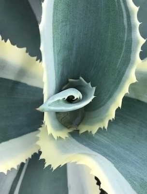 AGAVE Ivory Curls