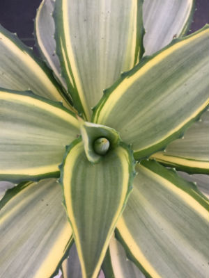 AGAVE desmattiana 'Joe Hoak'