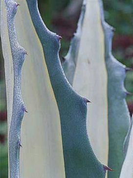 AGAVE Medio picta Alba