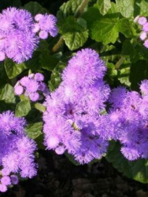 AGERATUM Blue Horizon