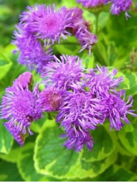 AGERATUM Lemon Lime