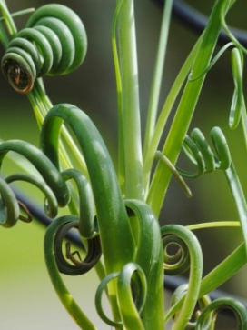 ALBUCA Frizzle Sizzle