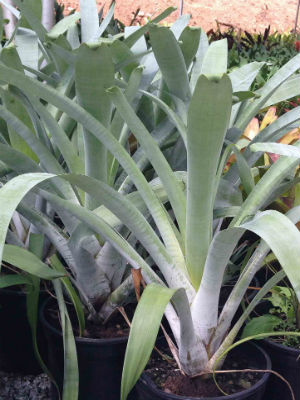 ALCANTARA odorata