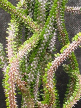ALLUAUDIA procera Madagascar Ocotillo