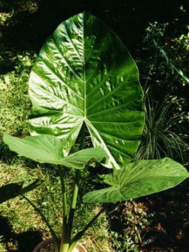 ALOCASIA calidora Persian Palm