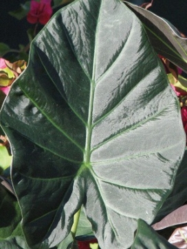 ALOCASIA Regal Shields