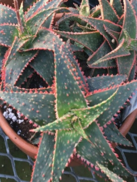 ALOE Christmas Carol