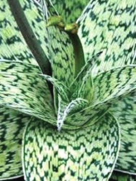 ALOE hybrid Delta Lights