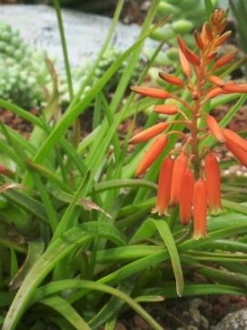 ALOE Johnson's Hybrid