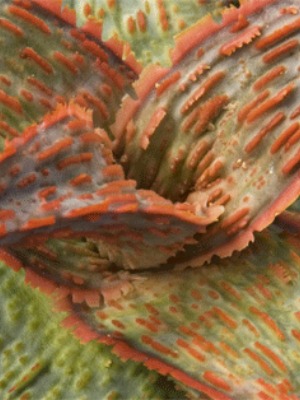 ALOE Marmalade