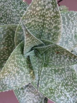 ALOE hybrid Sparkler