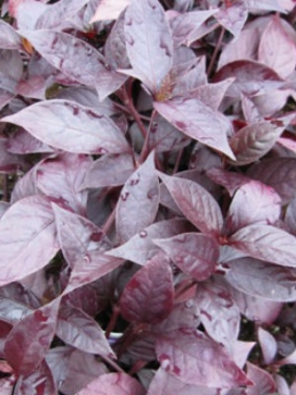 ALTERNANTHERA dentata Rubiginosa