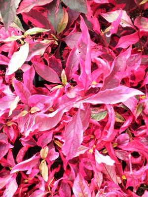ALTERNANTHERA Tricolor