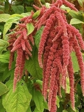 AMARANTHUS caudatus Coral Fountain