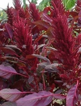 AMARANTHUS cruentus Red Spike