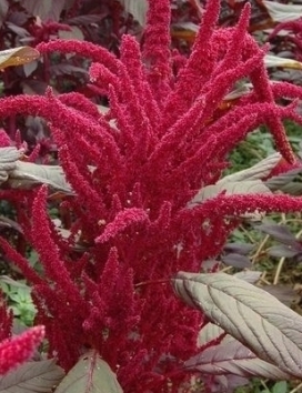 AMARANTHUS cruentus x powellii Hopi Red Dye
