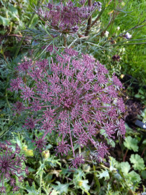 AMMI majus Black Knight