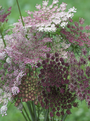 AMMI majus Dara