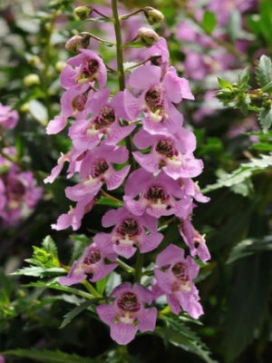 ANGELONIA Pink