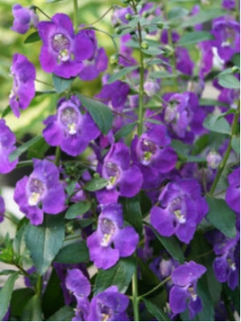 ANGELONIA Purple