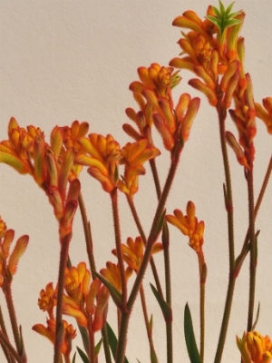 ANIGOZANTHOS Joe Joe Orange