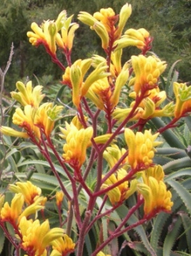 ANIGOZANTHOS Big Roo Yellow