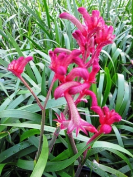 ANIGOZANTHOS Kanga Burgundy