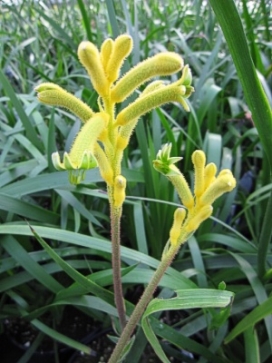 ANIGOZANTHOS Joe Joe Yellow
